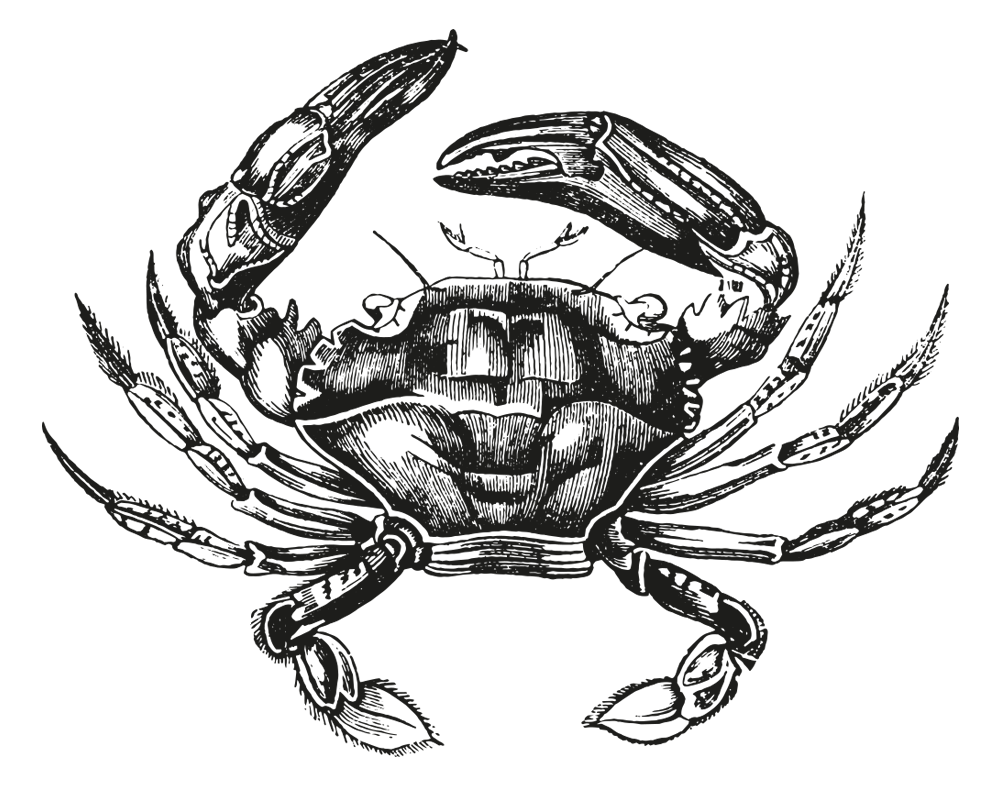Illustrator gravure crabe