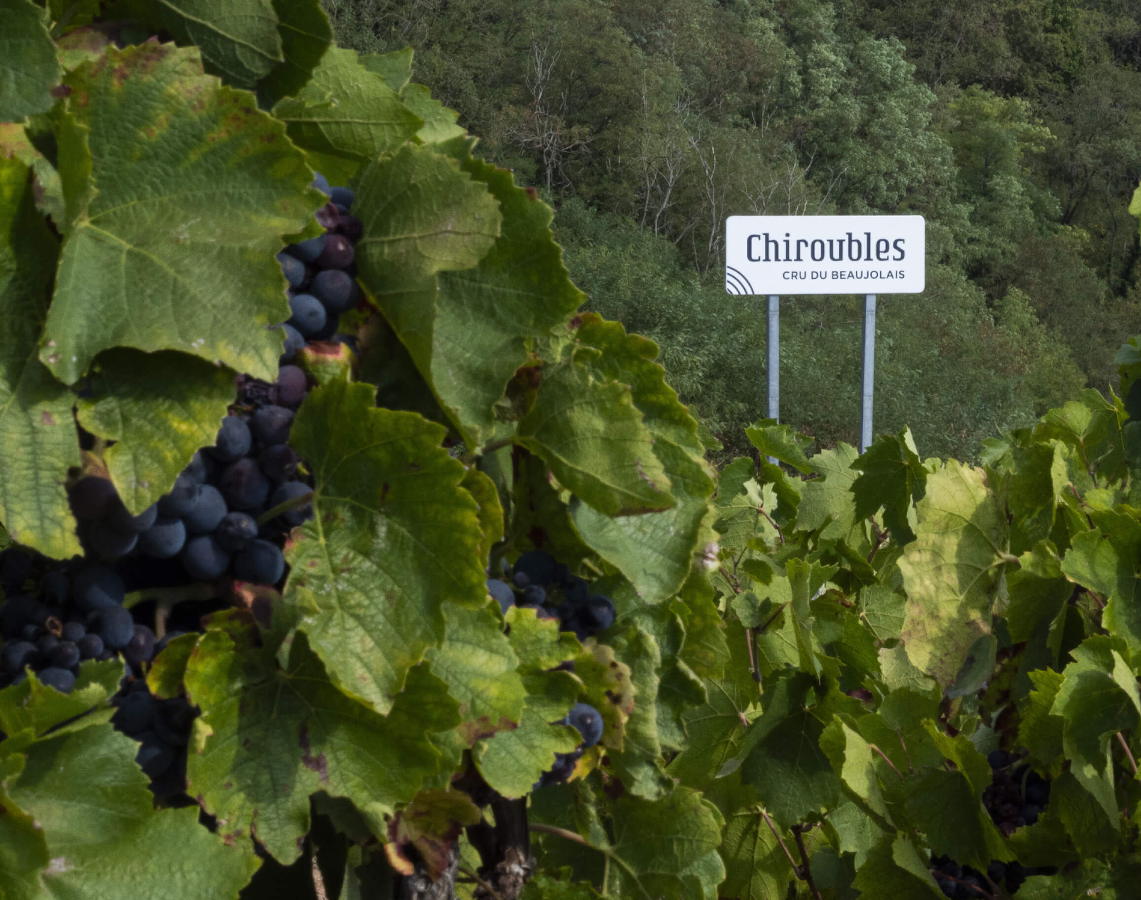 signaletique chiroubles dans les vignes - Beaujolais